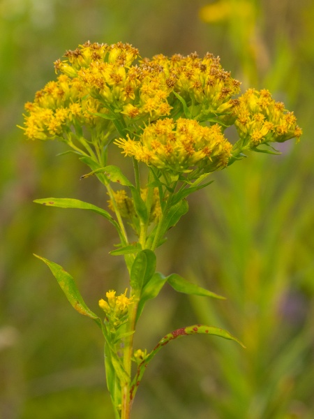 Image of Solidago riddellii