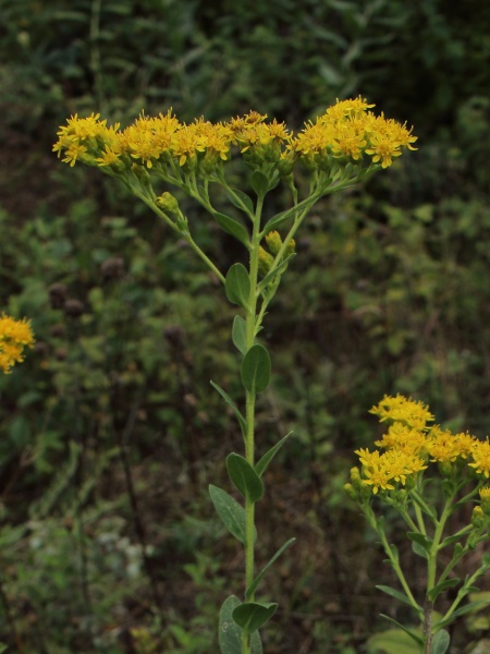 Image of Solidago rigida