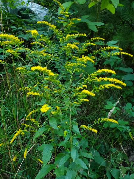 Image of Solidago rugosa