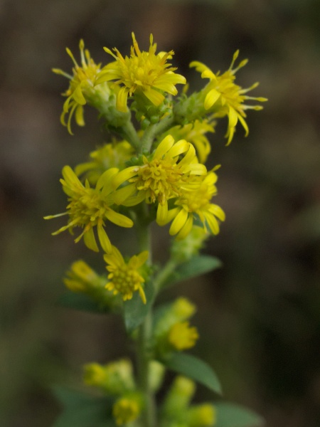 Image of Solidago squarrosa