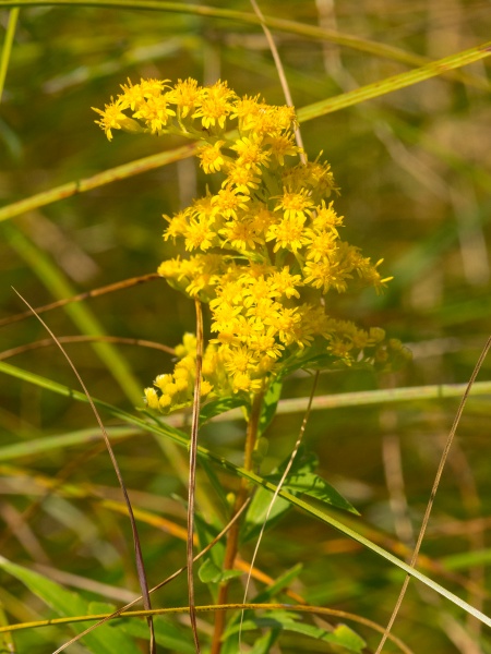 Image of Solidago uliginosa