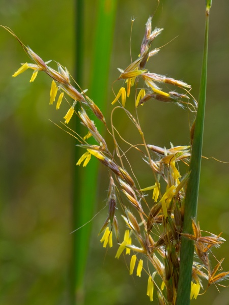 Image of Sorghastrum nutans