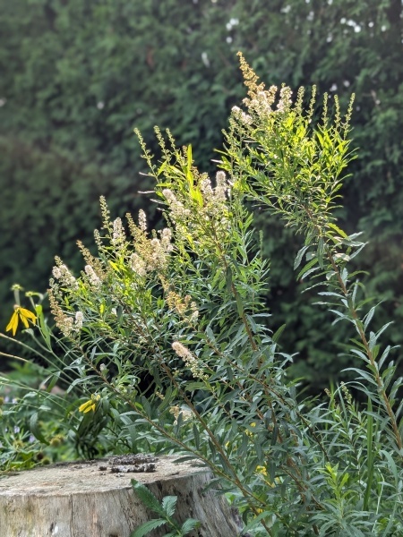 Image of Spiraea alba