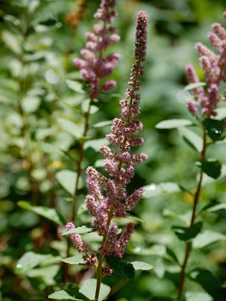 Image of Spiraea tomentosa
