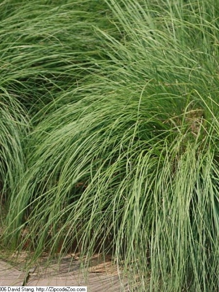 Image of Sporobolus heterolepis