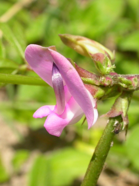 Image of Strophostyles helvola