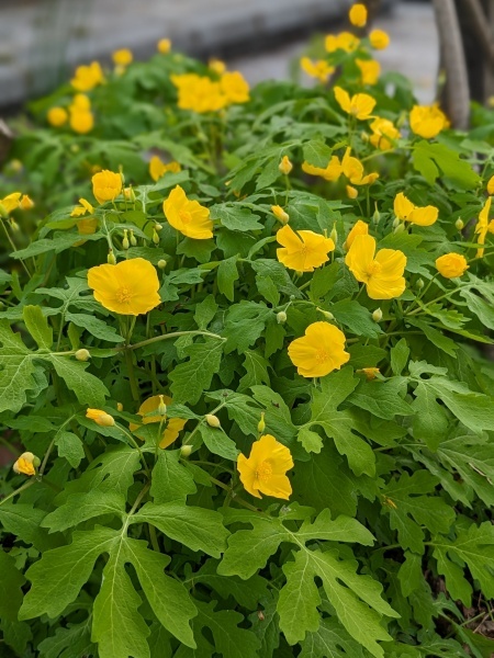 Image of Stylophorum diphyllum