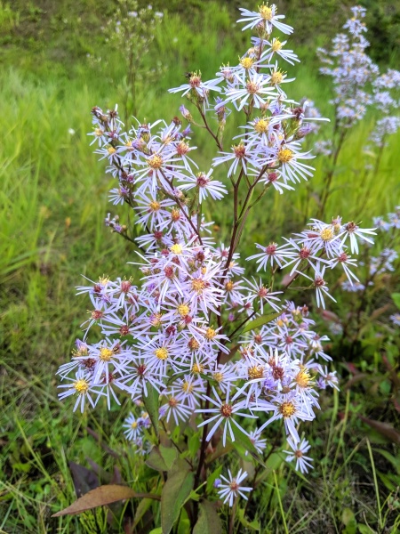 Image of Symphyotrichum ciliolatum