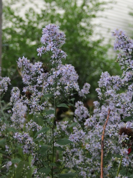 Image of Symphyotrichum cordifolium