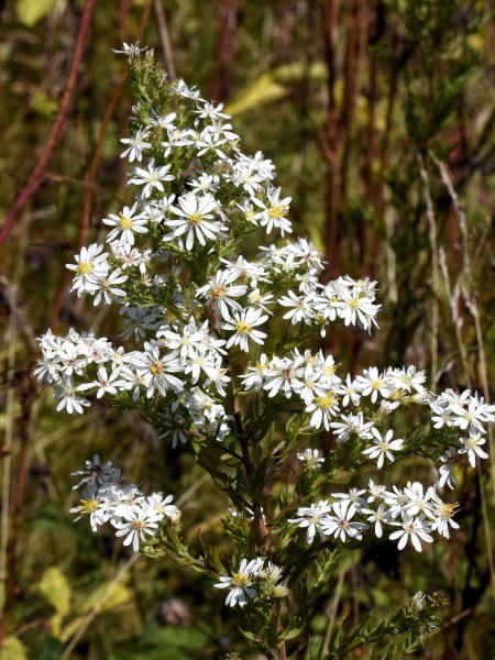 Image of Symphyotrichum ericoides