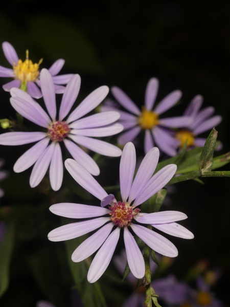 Image of Symphyotrichum laeve