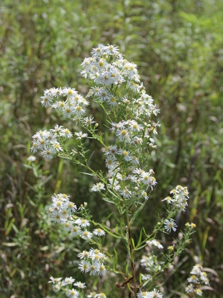 Image of Symphyotrichum lanceolatum