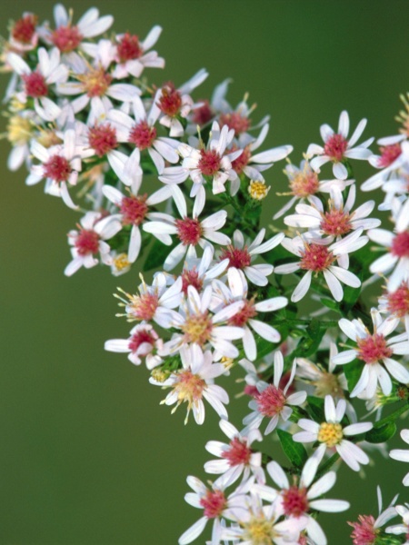 Image of Symphyotrichum lateriflorum