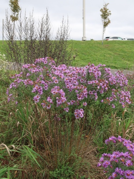 Image of Symphyotrichum novae-angliae