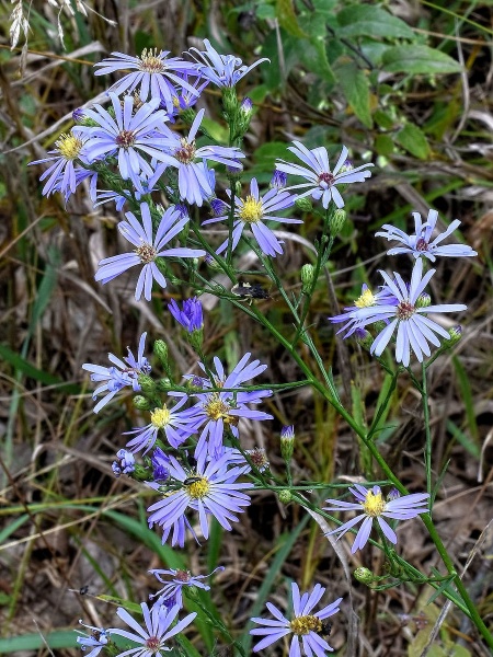 Image of Symphyotrichum oolentangiense