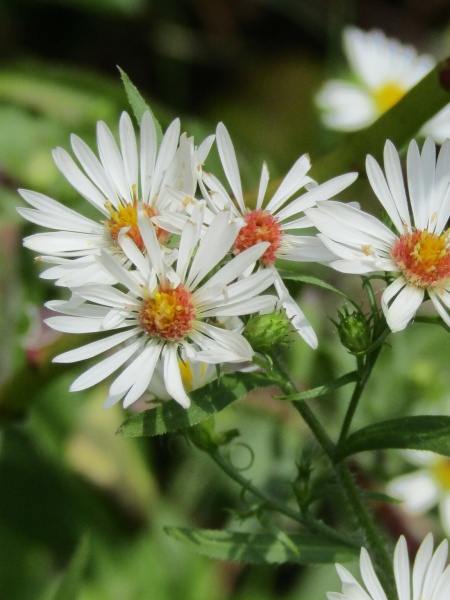 Image of Symphyotrichum pilosum