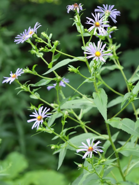 Image of Symphyotrichum puniceum