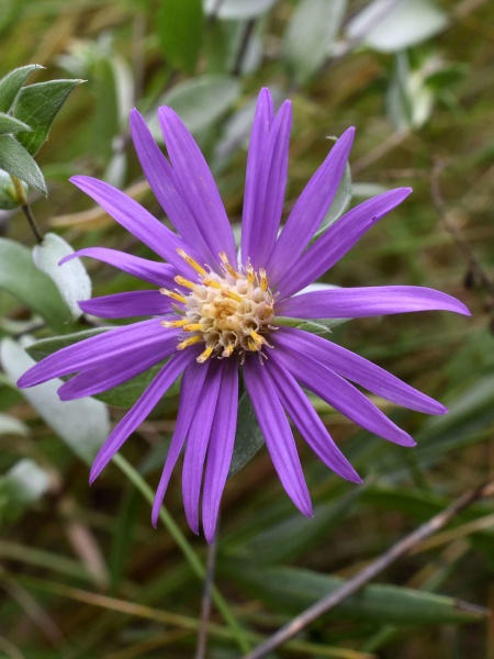 Image of Symphyotrichum sericeum