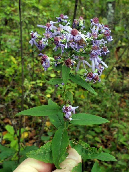 Image of Symphyotrichum shortii