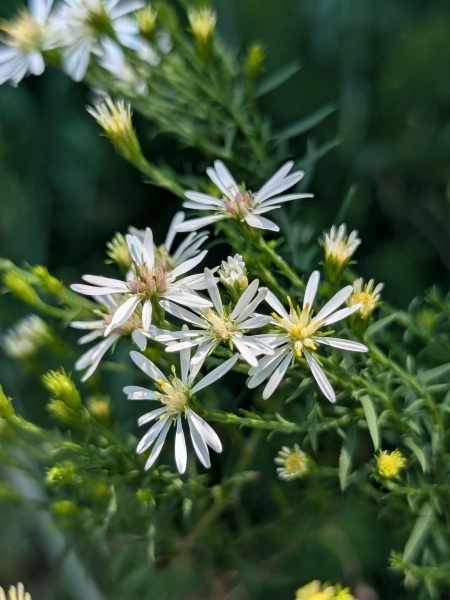 Image of Symphyotrichum urophyllum