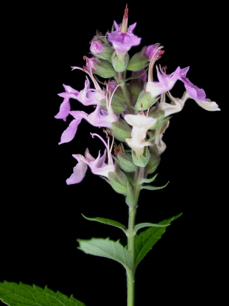 Image of Teucrium canadense