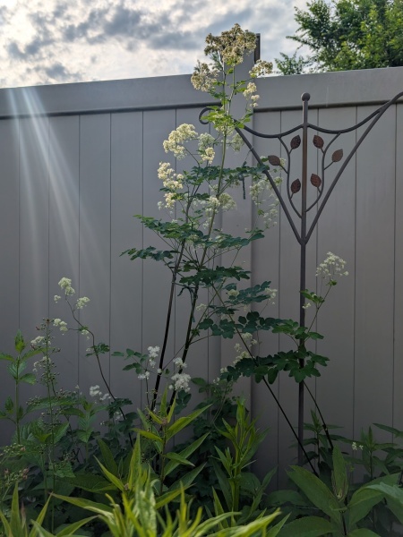Image of Thalictrum pubescens