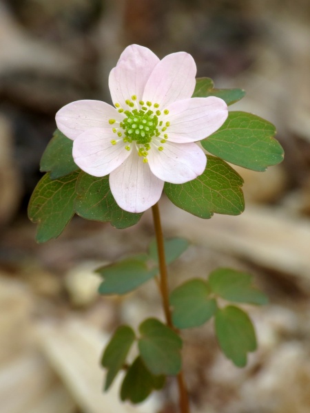 Image of Thalictrum thalictroides