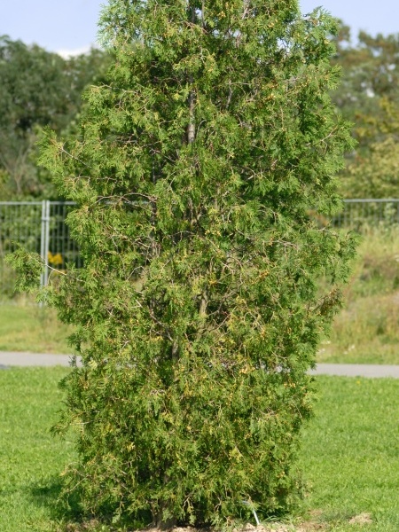 Image of Thuja occidentalis