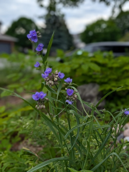 Image of Tradescantia ohiensis