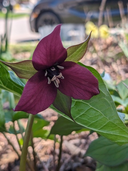 Image of Trillium erectum