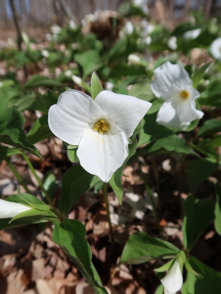 Image of Trillium grandiflorum