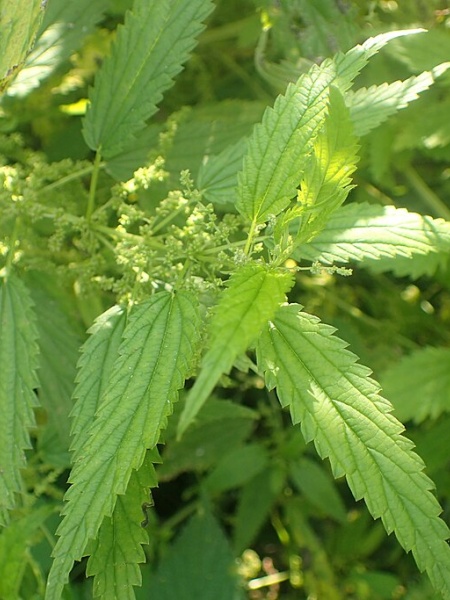 Image of Urtica gracilis