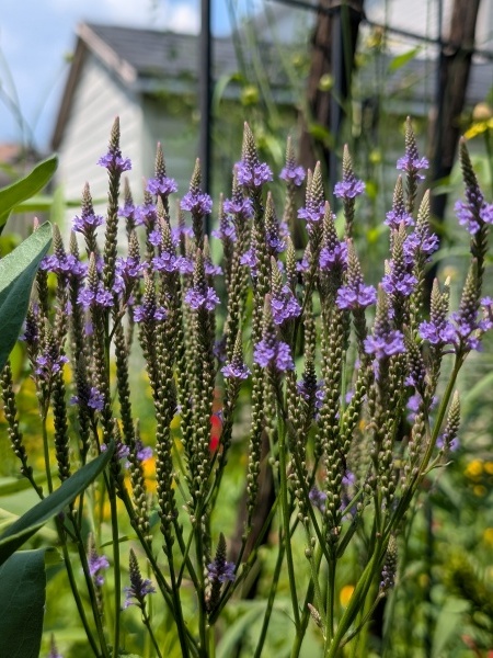 Image of Verbena hastata