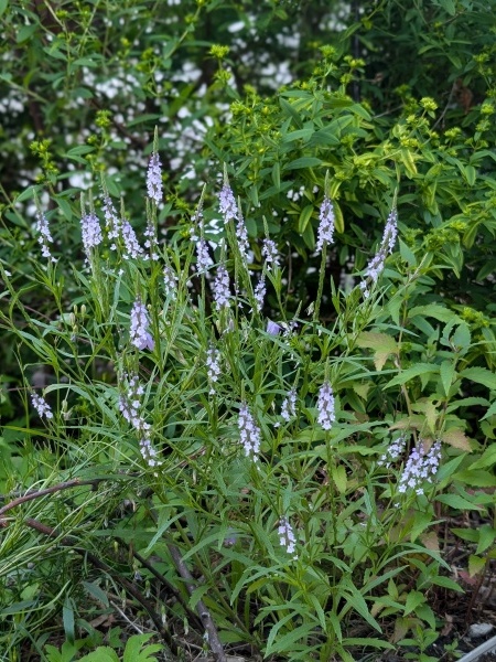 Image of Verbena simplex