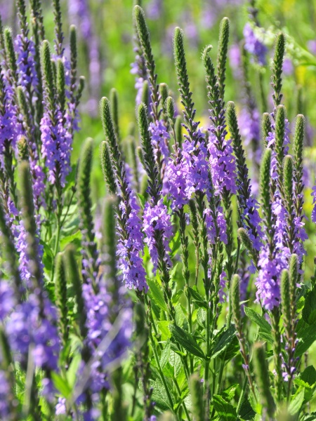 Image of Verbena stricta