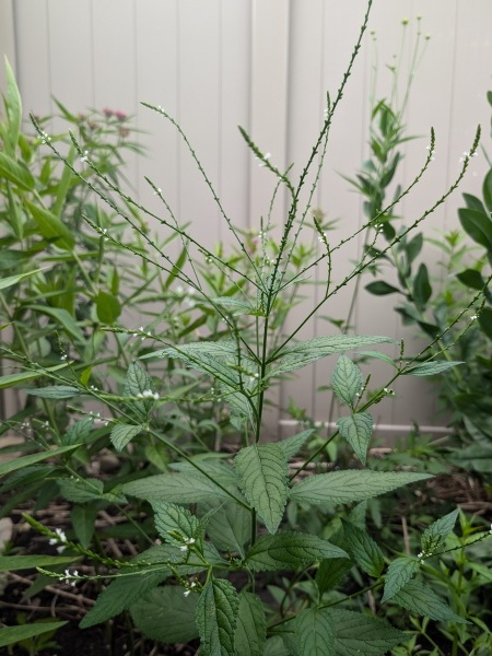 Image of Verbena urticifolia