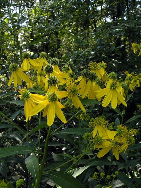 Image of Verbesina alternifolia