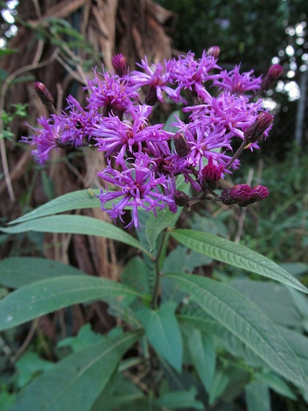 Image of Vernonia gigantea