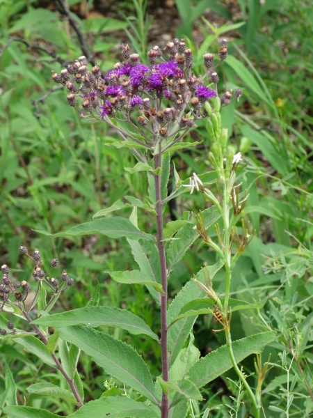 Image of Vernonia missurica