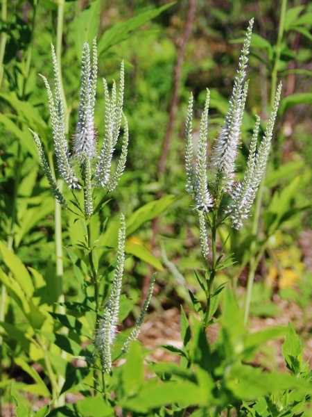 Image of Veronicastrum virginicum