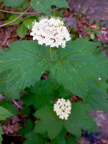 Image of Viburnum acerifolium