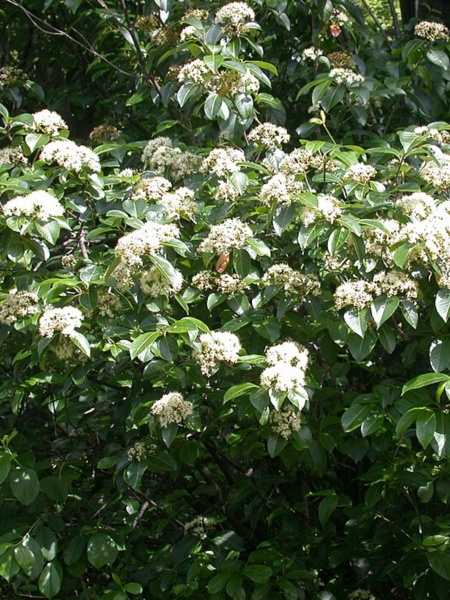 Image of Viburnum cassinoides