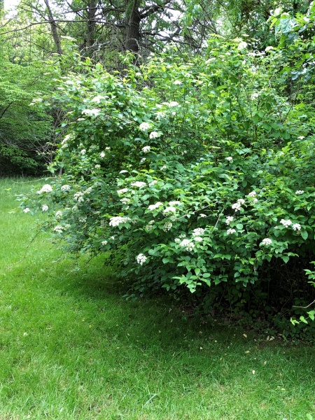 Image of Viburnum dentatum
