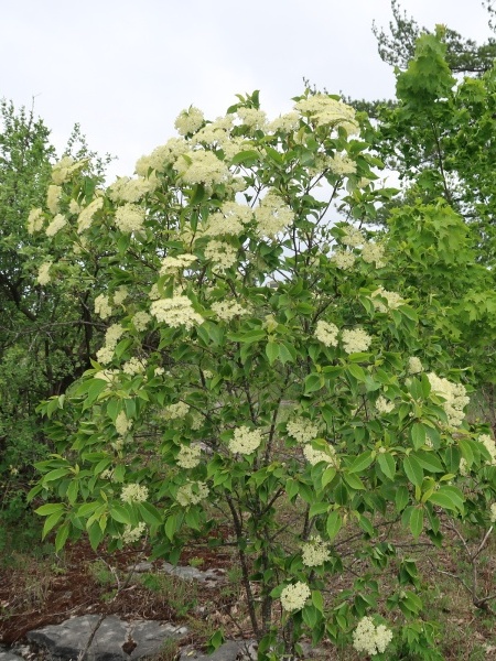 Image of Viburnum lentago