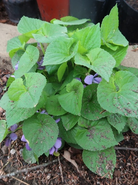 Image of Viola sororia