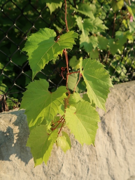 Image of Vitis riparia