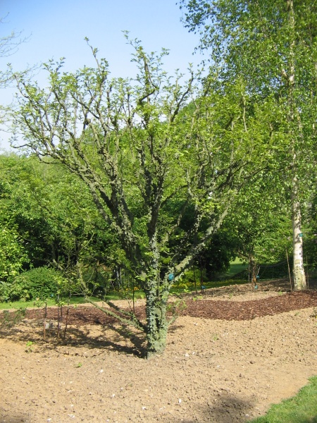 Image of Zanthoxylum americanum