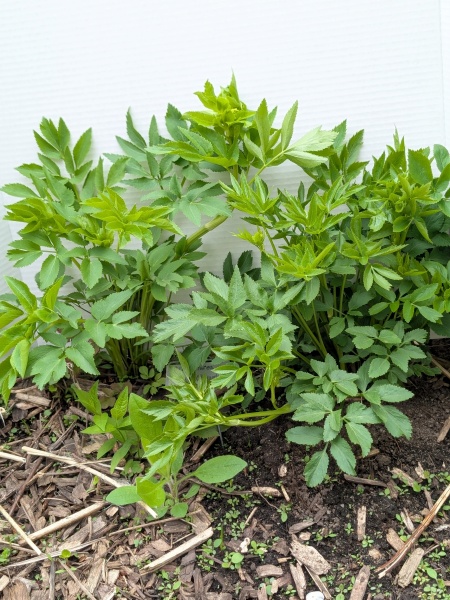 Image of Zizia aurea