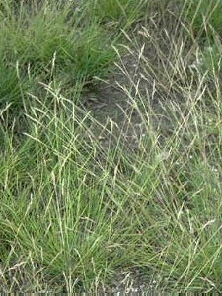 Image of Danthonia spicata