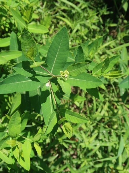 Image of Apocynum cannabinum
